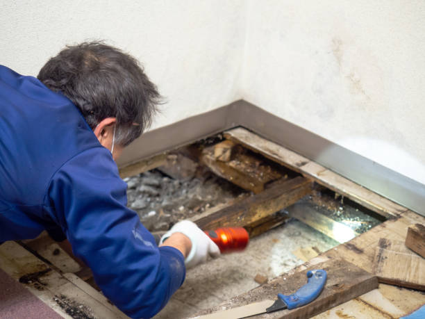Best Professional Mold Removal  in Turtle Creek, PA