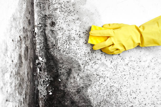 Best Black Mold Removal  in Turtle Creek, PA