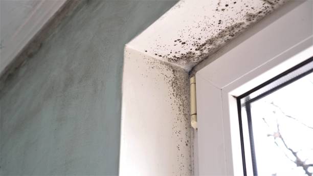 Best Crawl Space Mold Removal  in Turtle Creek, PA
