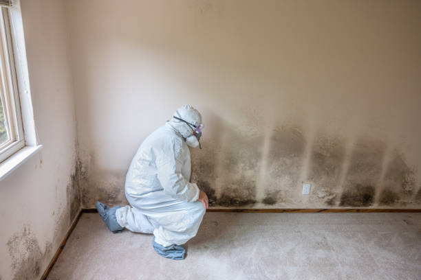 Best Commercial Mold Removal  in Turtle Creek, PA