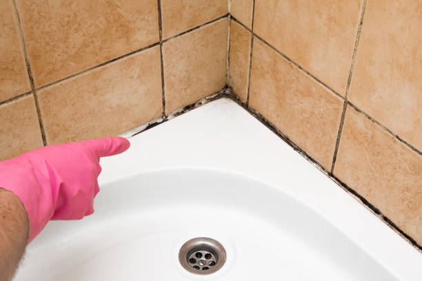 Professional Mold Removal in Turtle Creek, PA